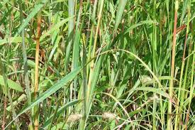 Image result for Andropogon gayanus