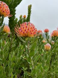 Image result for Leucospermum