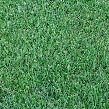 It maintains a nice green color and, compared to other new zoysiagrass cultivars, it Empire Zoysia Grass Buy Zoysia Turf Products From Atlas Turf
