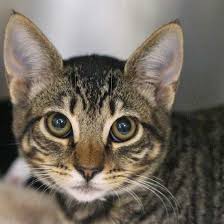 He enjoys hanging out with friends, playing she was often the one fostering kittens that were too young to go to homes, or caring over night for codey moved to san diego in 2015 from minnesota with his husband, also named cody. Cat Kittens For Adoption In San Diego Helen Woodward Animal Center Kitten Adoption Cat Adoption Animals