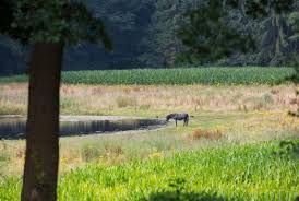 Verlengde roobeekweg 4a, arcen, 5944 nr, netherlands. Umgebung Resort Arcen