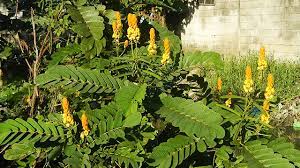 Jul 03, 2021 · manfaat daun pandan bisa beri efek menenangkan, ini manfaat daun pandan untuk atasi insomnia dan rasa gelisah (anxiety) tak hanya digunakan sebagai bahan masakan, daun pandan juga bermanfaat untuk beragam masalah kesehatan, termasuk mengatasi insomnia dan rasa gelisah. Ketepeng Cina Ampuh Mengobati Penyakit Kulit Greeners Co