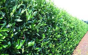 I recently came across a skip laurel at a nursery that was labeled prunus laurocerasus 'west coast schipkaensis'. Schip Cherry Laurel Prunus Laurocersasus Schipkaensis Hedges