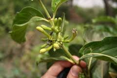 Image result for Morinda lucida