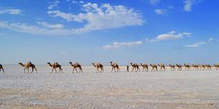A camel caravan moving through the sahara desert. How To Travel Africa As An African Okayafrica