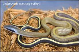 Godzilla, so he is listed under films as godzilla (king kong vs. Crispysnakes Orthriophis Taeniurus Ridleyi Cave Dwelling Rat Snake Rat Snake Reptile Snakes Beautiful Snakes