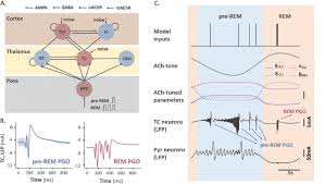 Condiții și efecte ril admis vizând art. 28th Annual Computational Neuroscience Meeting Cns 2019 Bmc Neuroscience Full Text