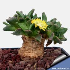 Image result for Nananthus aloides