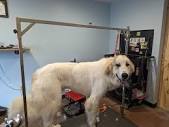 Reign's Legacy Dog Grooming... - Reign's Legacy Dog Grooming