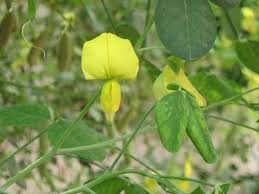 Image result for Crotalaria parvula