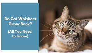Do Cat Whiskers Grow Back All You Need To Know Animalfate
