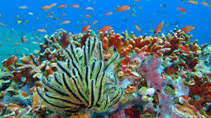 Mewarnai gambar pemandangan di bawah laut untuk anak anak gambar mewarnai pemandangan di bawah laut pemandangan yang cantik di terumbu karang ada ikan gurita bitang laut rumput laut dll seri gambar mewarnai yang agak kompleks buat anak anak tk atau paud yang sudah terbiasa. Merapah Indah Di Raja Ampat Papua Kumparan Com