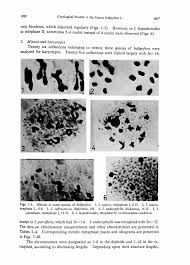 Image result for Indigofera ischnoclada