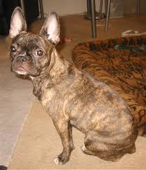 Please let us know in the comments! French Bulldog Dachshund Mix Puppies For Sale Pets Lovers