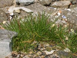 Image result for Juncaginaceae