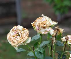 See more ideas about rose bush, rose, rose bush care. 22 Potential Rose Pests And Problems