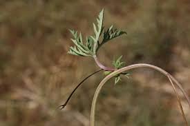 Image result for Ipomoea coptica