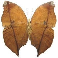 Image result for Scepocarpus hypselodendron