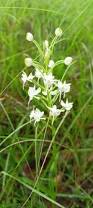 Image result for Habenaria kilimanjari