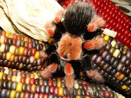 Image result for Brachystegia allenii × boehmii