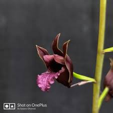 Image result for Eulophia sp. nov.