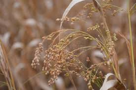 Image result for Panicum miliaceum