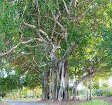 Ficus Altissima Monaco Nature Encyclopedia