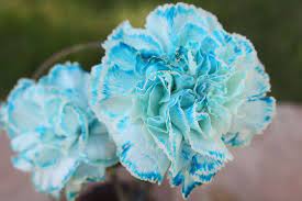 Possible Flowers For Bms White Carnations Tipped With Blue Carnation Flower Blue Carnations Diy Wedding Flowers