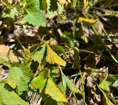 Image result for Tricliceras lobatum