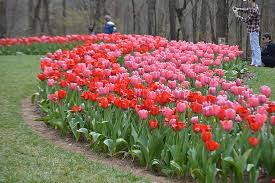 For the latest news about the gardens, subscribe to our email list. Gorgeous Tulips Picture Of Gibbs Gardens Ball Ground Tripadvisor