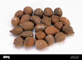 Image result for Terminalia bellirica