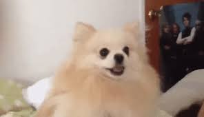 Best Barking Gifs Gfycat See more ideas about dog gifs, dogs, barkpost. best barking gifs gfycat