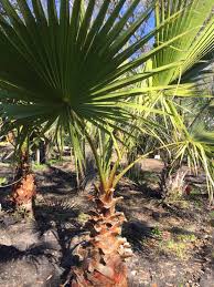 Image result for Washingtonia