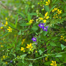 Image result for Gnidia stenophylla