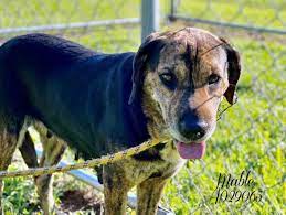 Petharbor Com Animal Shelter Adopt A Pet Dogs Cats Puppies Kittens Humane Society Spca Lost Found Animal Shelter Humane Society Animals