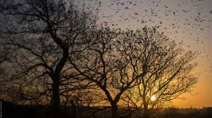 Estuarine Waterbirds at Low Tide: the WeBS Low Tide Counts 1992-93 to  1998-99