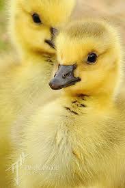 Canada Gosling Cute Ducklings Animals Beautiful Pet Birds