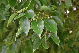 クスノキ 楠木 庭木図鑑 植木ペディア