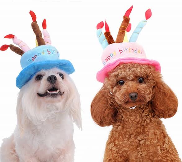 Shop Phụ Kiện Thú Cưng Cho Chó Mèo Chất Lượng Và Giá Tốt - Cutepetshop