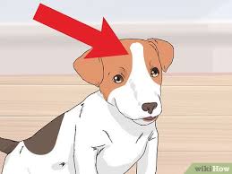 Without enough, they can become destructive out of boredom. Einen Jack Russell Welpen Auswahlen 15 Schritte Mit Bildern Wikihow