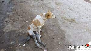 Street dog who couldn't use it's back legs is rescued in India | Daily Mail Online