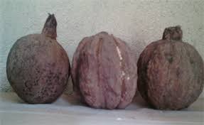 Image result for Rothmannia whitfieldii