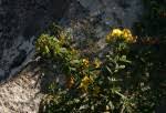 Image result for Crotalaria gazensis