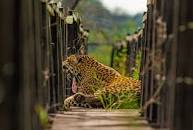 Resultado de imagem para onça pintada em valao pote