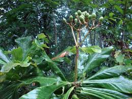 Image result for Anthocleista