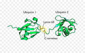 Draufsicht auf das proteasom oben. Ubiquitinierung Von Lysin Protein Proteasom Png Herunterladen 800 545 Kostenlos Transparent Text Png Herunterladen