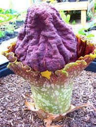 Image result for Amorphophallus goetzei