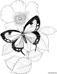 Jul 30, 2013 · these coloring pages depict the butterflies in various shapes and sizes; Pin On Coloring Pages
