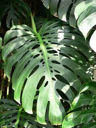 Maybe you would like to learn more about one of these? Perforate Leaf Wikipedia