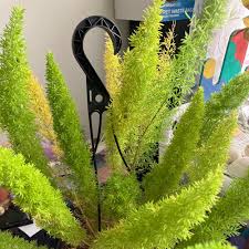 Image result for Asparagus laricinus